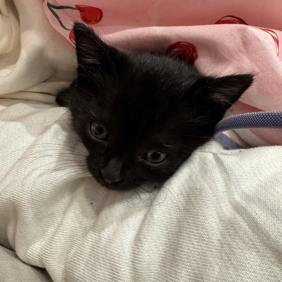 Flocky as a kitten